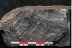 Foto (Detailansicht) von Asplenium hochstetteri Unger (NHMW-GEO-2024-0188-10304)